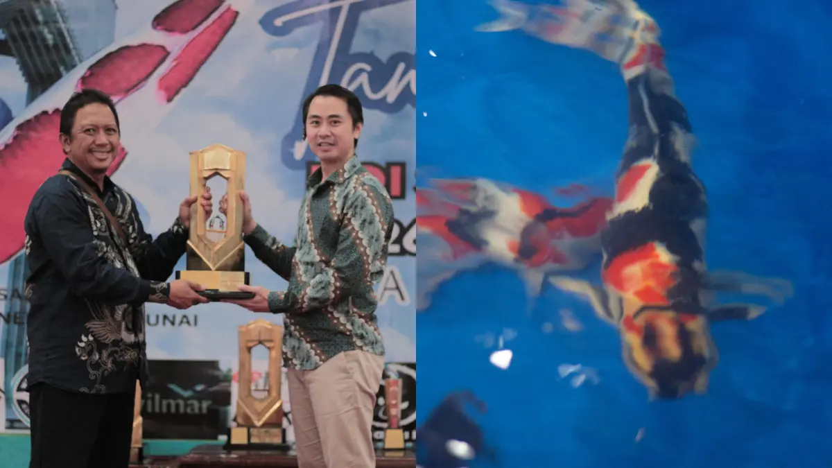 Kota Tasikmalaya Kirim Juri ke Kontes Koi Nasional, Ikan Mahal Beradu Gengsi di Palangka Raya Kota Tasikmalaya kirim juri kontes koi nasional Palangka Raya