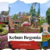 Kebun Begonia Lembang