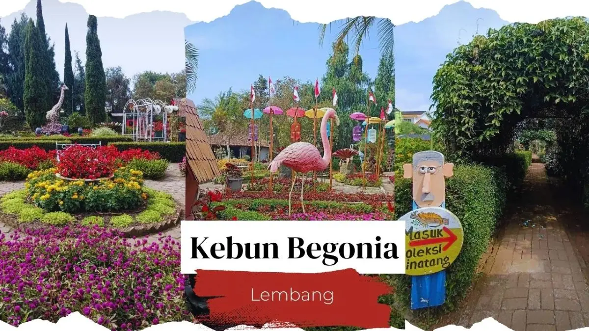 Kebun Begonia Lembang