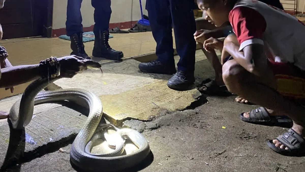 Damkar pangandaran, ular king cobra