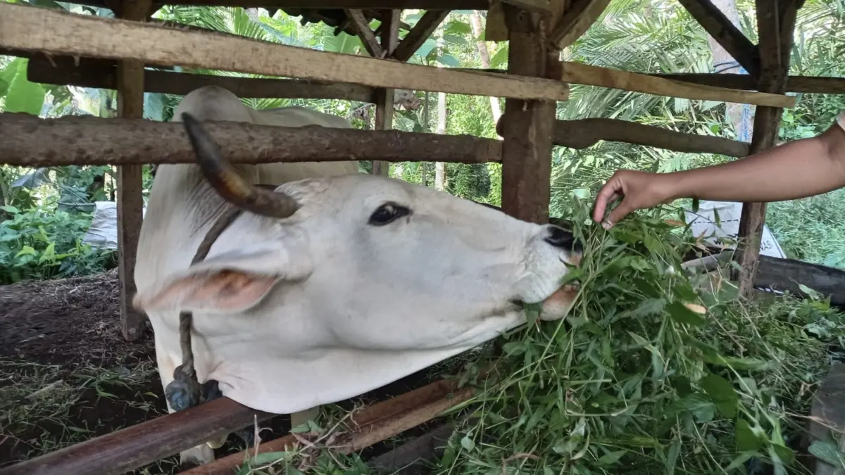 Penyakit mulut dan kuku, PMk, hewan ternak pangandaran