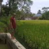 Ratusan hektare sawah beralih fungsi