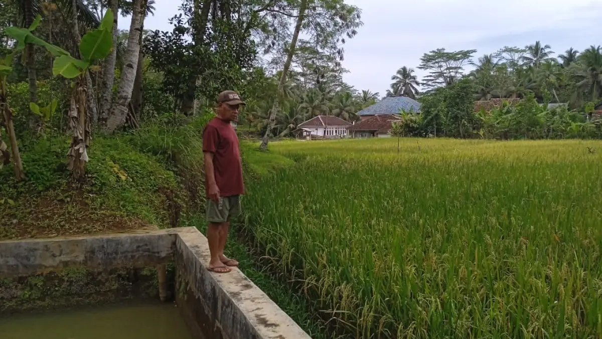Ratusan hektare sawah beralih fungsi