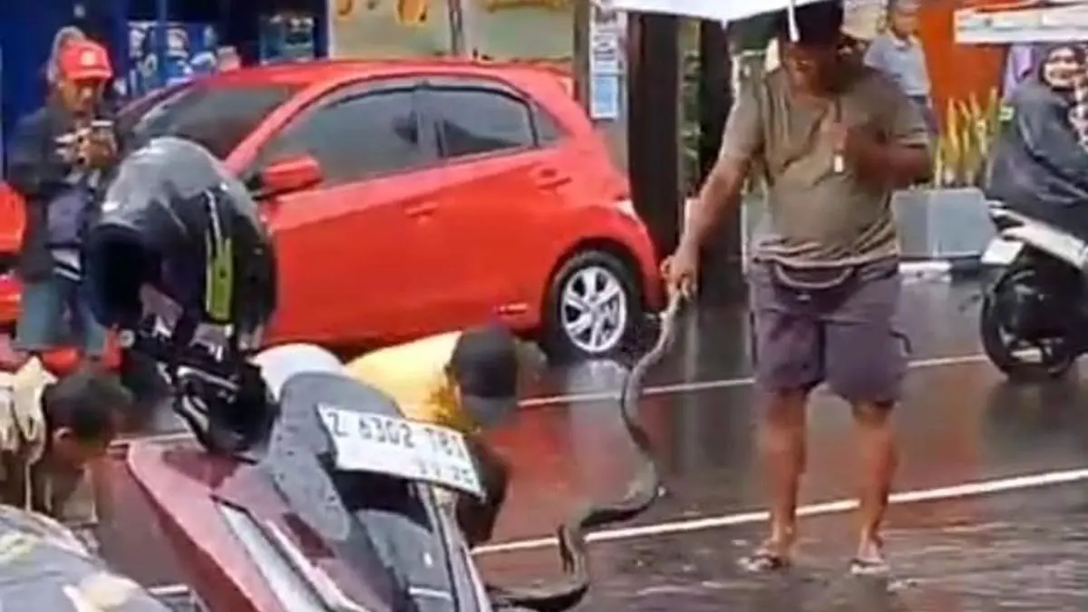 ular piton pas banjir