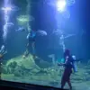 Aquarium Indonesia Pangandaran