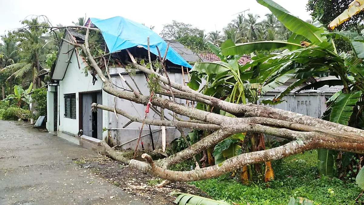 10 Rumah di Desa Sindangwangi Pangandaran Rusak Tertimpa Pohon bencana alam pangandaran,