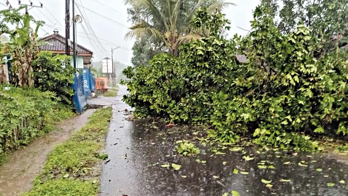 Tiga Pohon Tumbang Akibat Hujan Deras di Kota Banjar pohon tumbang di kota banjar