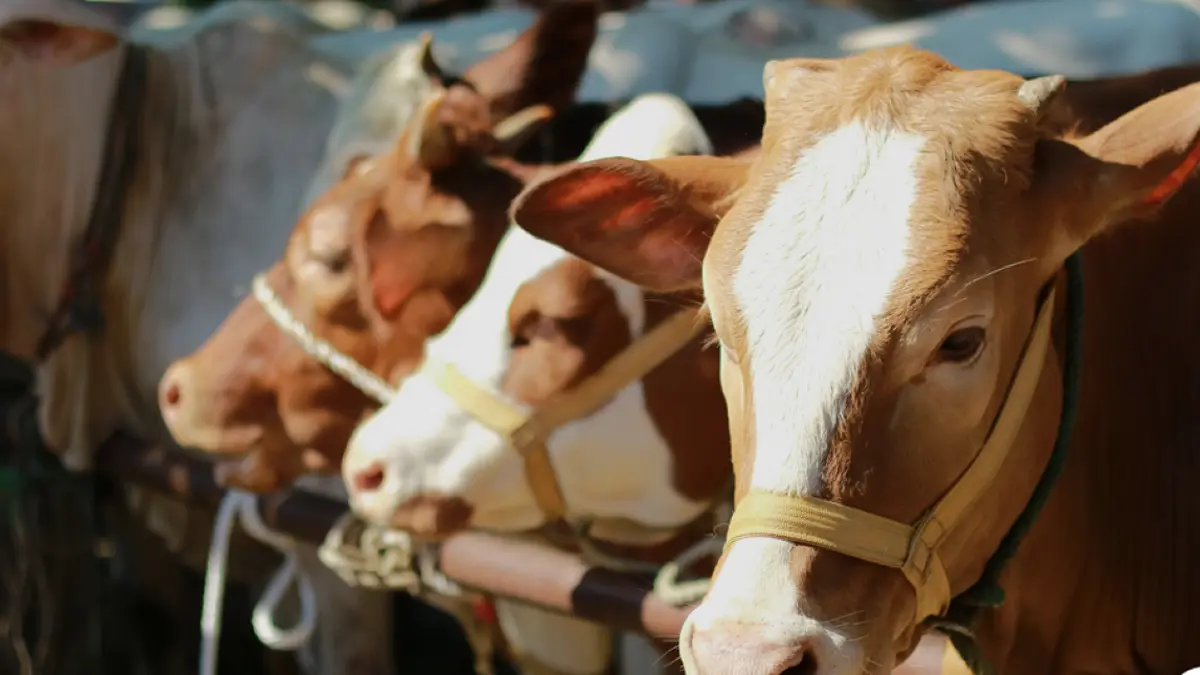 Harga Hewan Kurban 2026 Mulai Bergerak