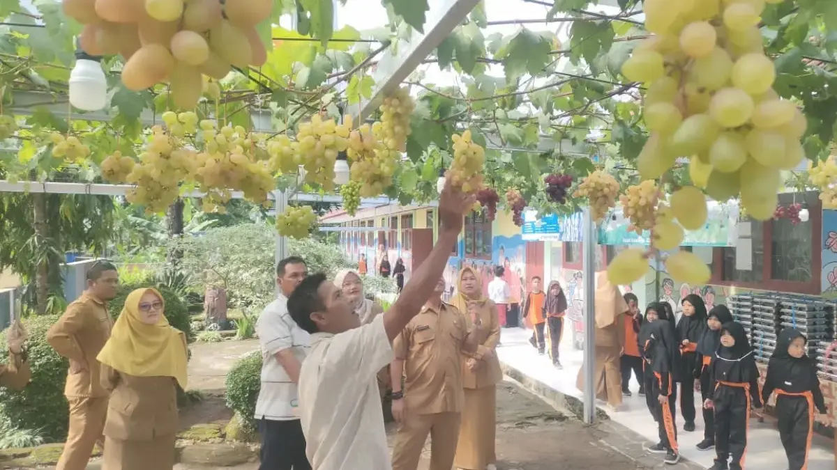 Panen anggur sdn 2 ciganjeng pangandaran