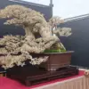 pameran bonsai nasional di Kota Tasikmalaya