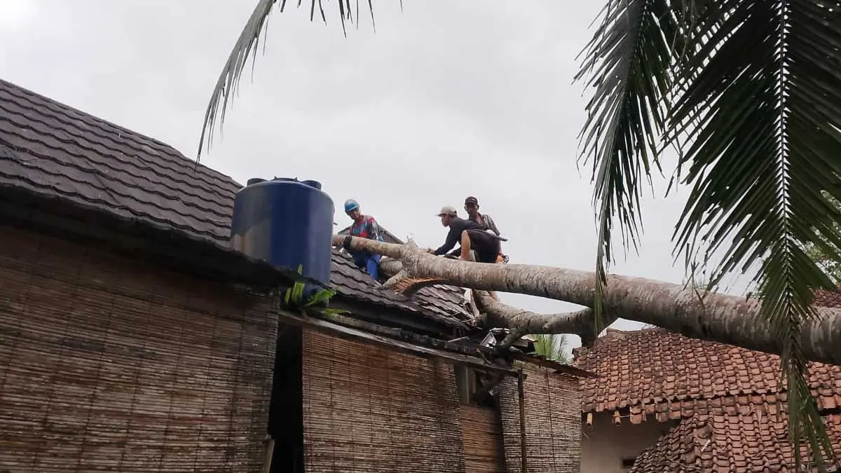 Tiga Rumah Tertimpa Pohon Tumbang di Tasikmalaya pohon tumbang tasikmalaya