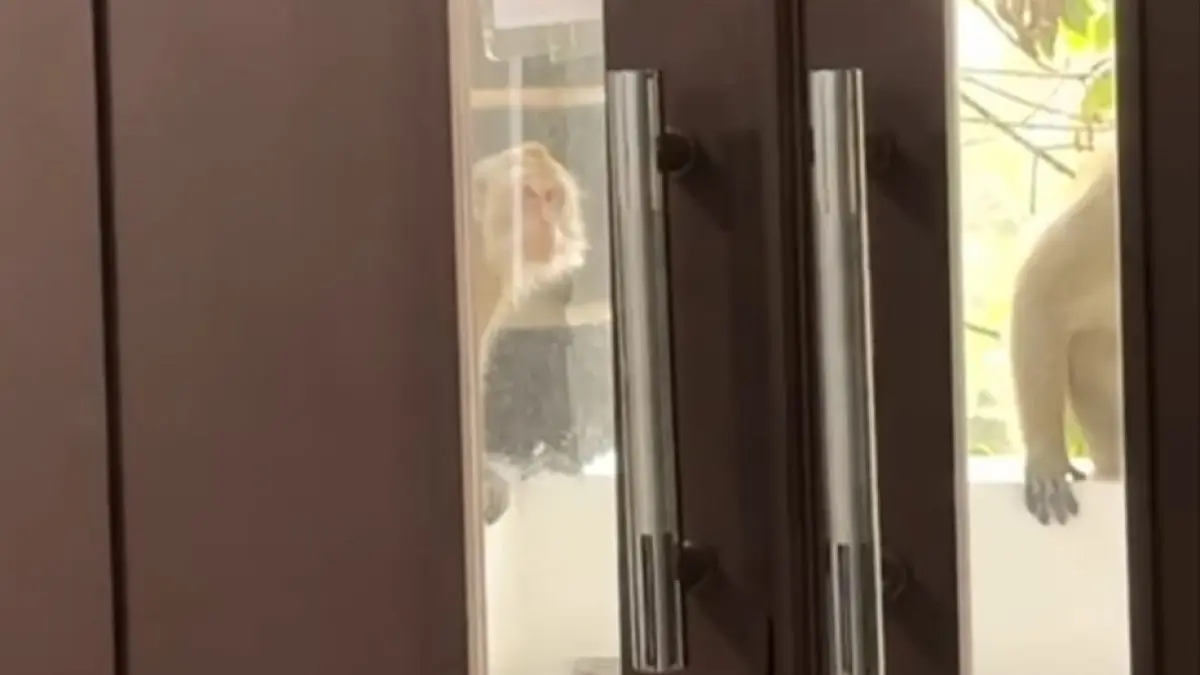 Warga Salawu Tasikmalaya Kembali Diteror Monyet Liar, Anak Pemilik Rumah Nyaris Tak Bisa Berangkat Sekolah Teror Monyet Liar