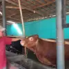 harga sapi qurban di Tasikmalaya