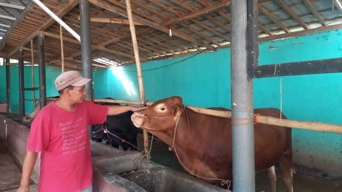 harga sapi qurban di Tasikmalaya