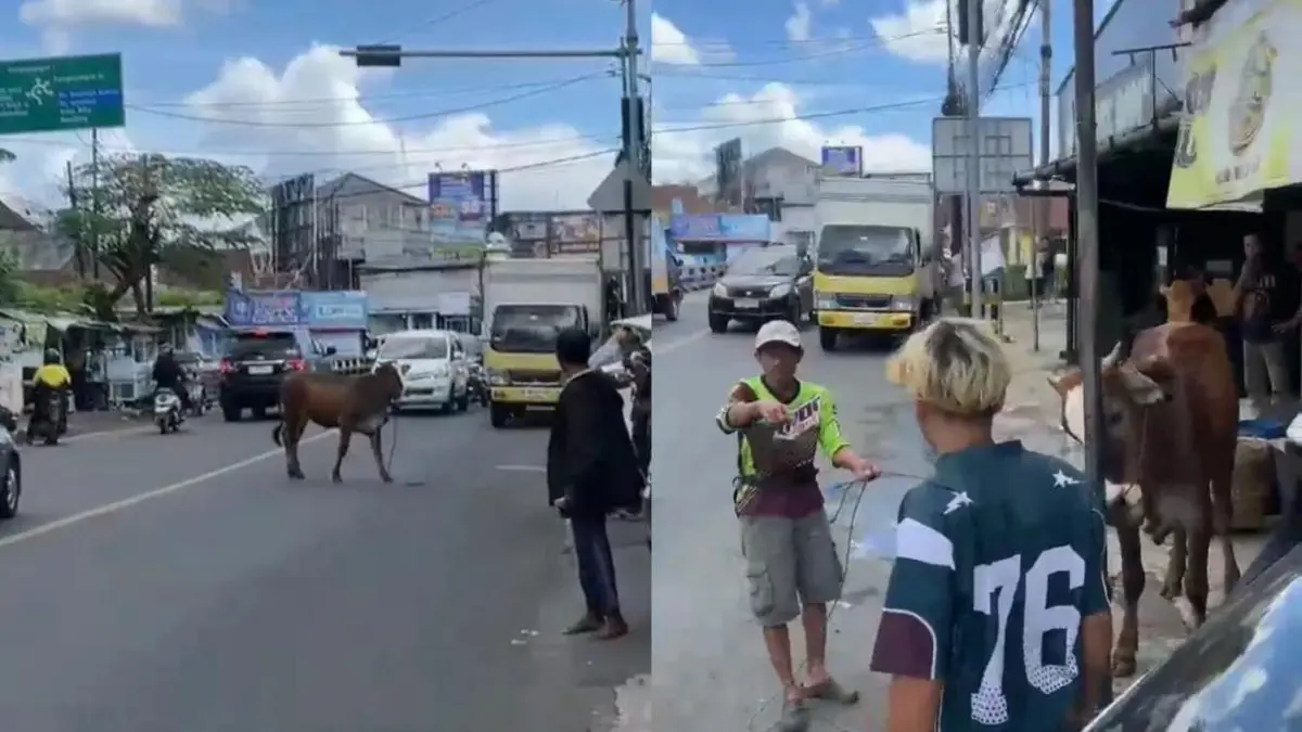 sapi kurban lepas