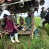 pembasmian hama tikus