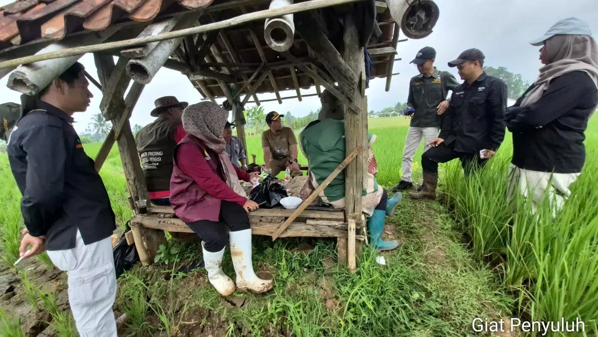 Kurangi Racun Kimia, Pagerageung Tasikmalaya Kembangkan Rumah Burung Hantu untuk Basmi Hama Tikus pembasmian hama tikus