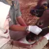 pemeriksaan hewan kurban