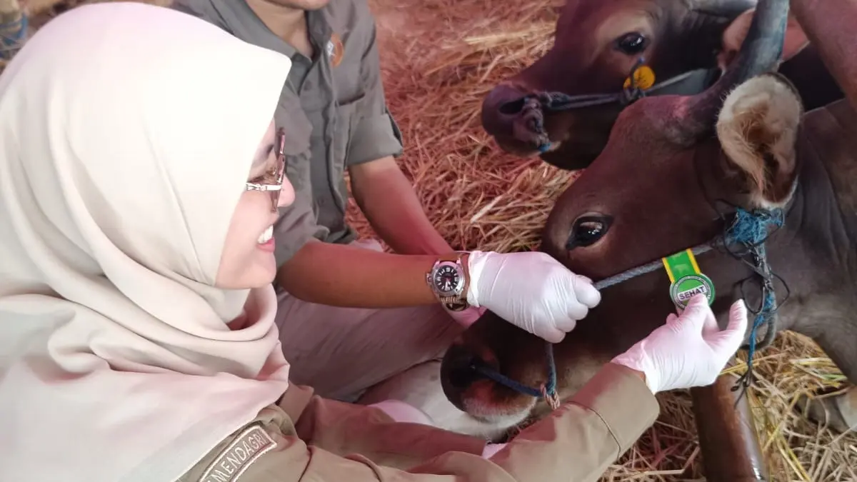 Harga Hewan Kurban Naik Dibandingkan Tahun Lalu, Pemeriksaan Kesehatan Hewan Terus Dikebut di Tasikmalaya pemeriksaan hewan kurban