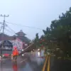 pohon tumbang
