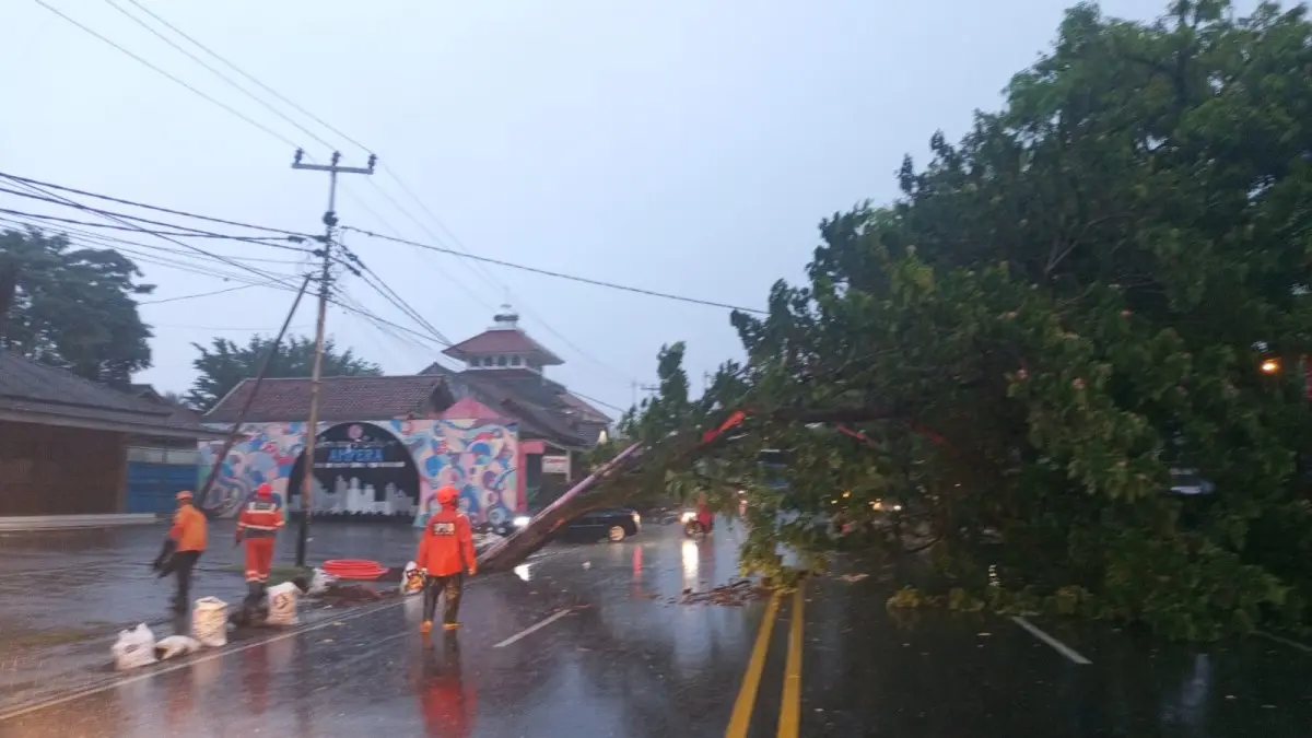 pohon tumbang