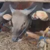 sapi kurban dipastikan bebasan penyakit PMK