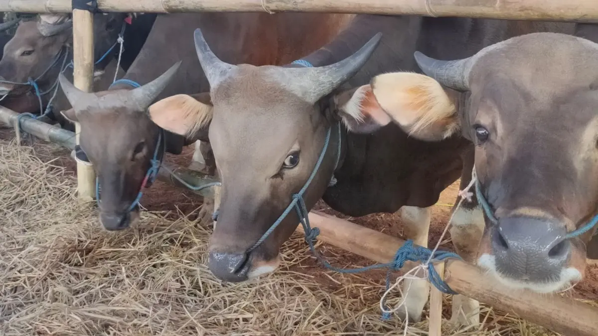 sapi kurban dipastikan bebasan penyakit PMK