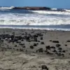 Perusahaan Harus Tanggung Jawab Soal Dampak Tumpahan Batu Bara di Pangandaran