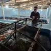 Budidaya benih lobster pangandaran, dampak pencemaran batu bara