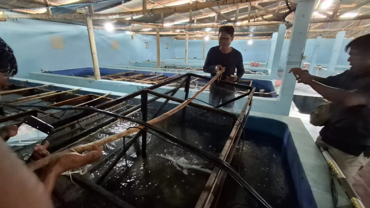 Budidaya benih lobster pangandaran, dampak pencemaran batu bara