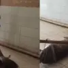 Ikan kerapu raksasa pangandaran