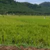 sawah dilindungi
