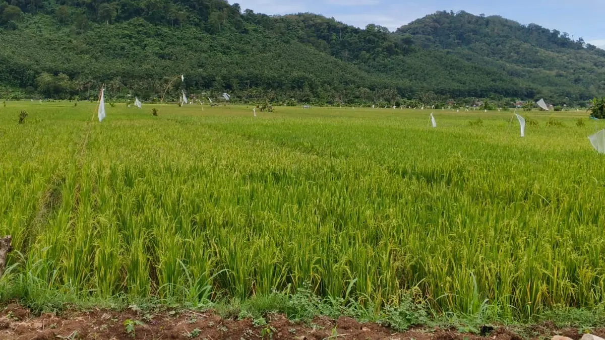 sawah dilindungi