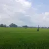 Lahan pertanian kota tasikmalaya