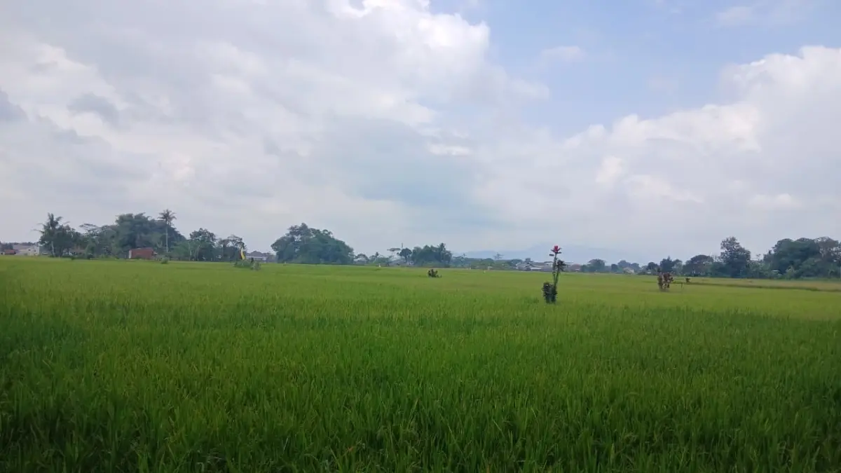 Belum Memenuhi Ketentuan, Pemkot Tasikmalaya Masih Kaji Luas Ideal Lahan Pertanian Pangan Berkelanjutan Lahan pertanian kota tasikmalaya