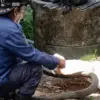 king cobra damkar pangandaran