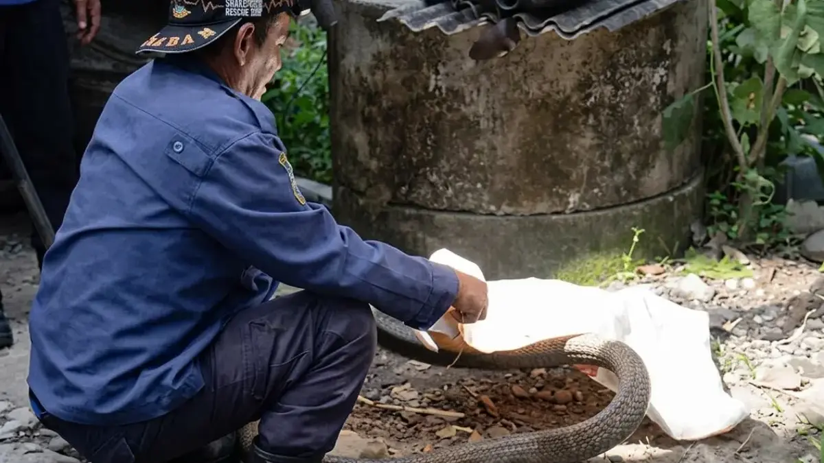 king cobra damkar pangandaran