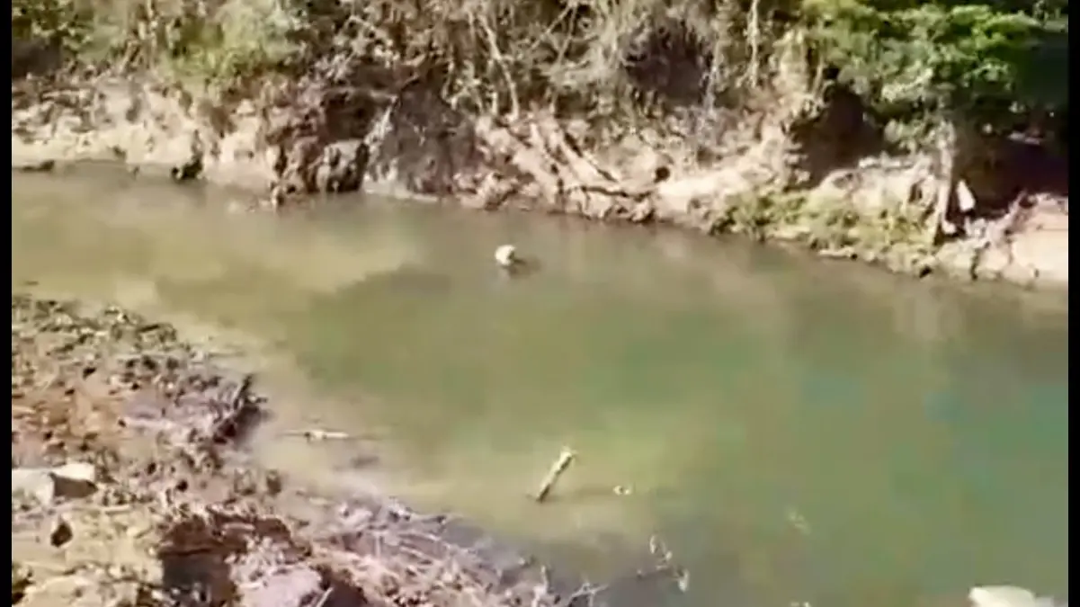 Siswa SMP di Cineam Kabupaten Tasikmalaya Meninggal Dunia saat Berenang di Sungai Kawasan Leuwikeris Siswa smp di cineam meninggal tenggelam