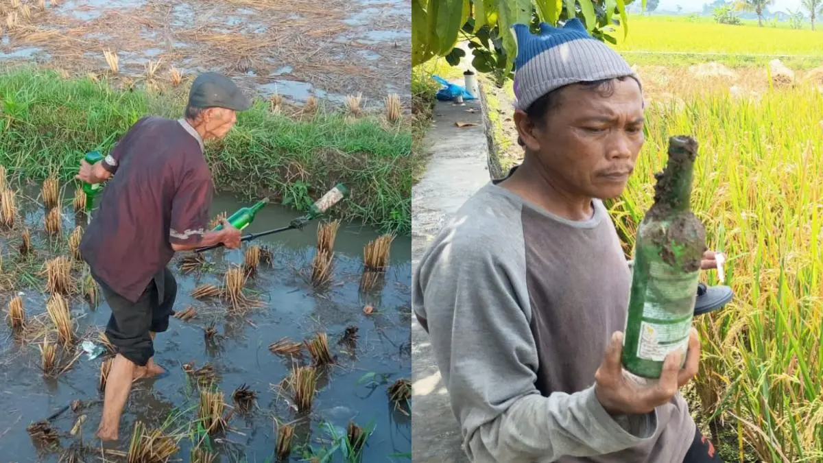 Banyak Botol Miras Dibuang di Sawah Jalan Lingkar Utara Tasikmalaya, Bikin Petani Geram botol miras di sawah Tasikmalaya