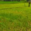 kekeringan ciamis