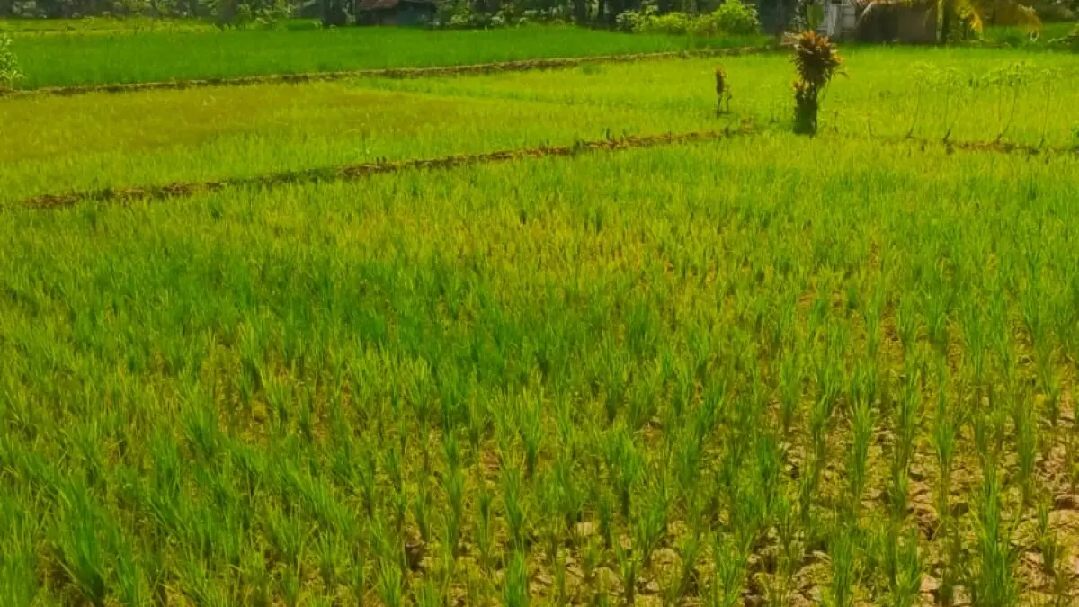 kekeringan ciamis