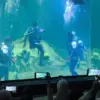 aquarium indonesia pangandaran, piala dunia,