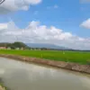 sawah subur, musim kemarau, banjir pangandaran