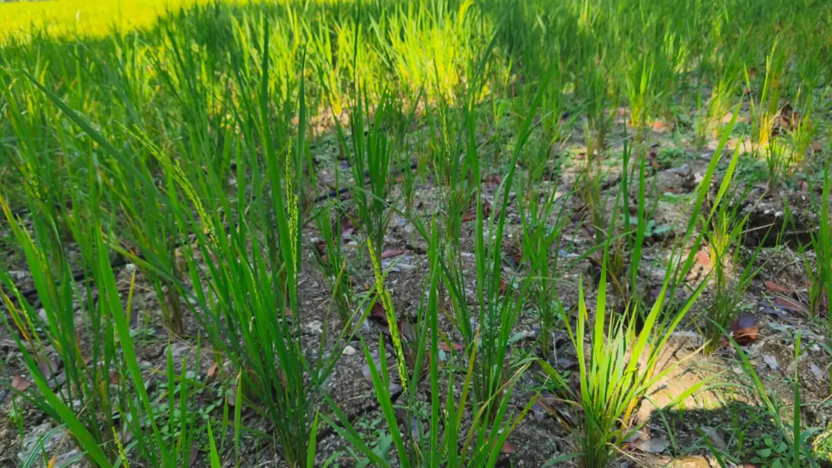 Suplai Air Semakin Menipis, Sawah di 3 Kecamatan di Pangandaran Terancam Kering sawah kering pangandaran