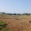lahan pertanian berkelanjutan kota tasikmalaya