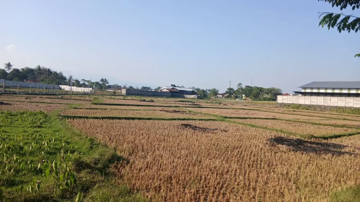 Soal LP2B, Dewan Ingatkan Perlunya Komisi Irigasi dan P3A di Kota Tasikmalaya lahan pertanian berkelanjutan kota tasikmalaya