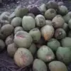 harga kelapa di pangandaran