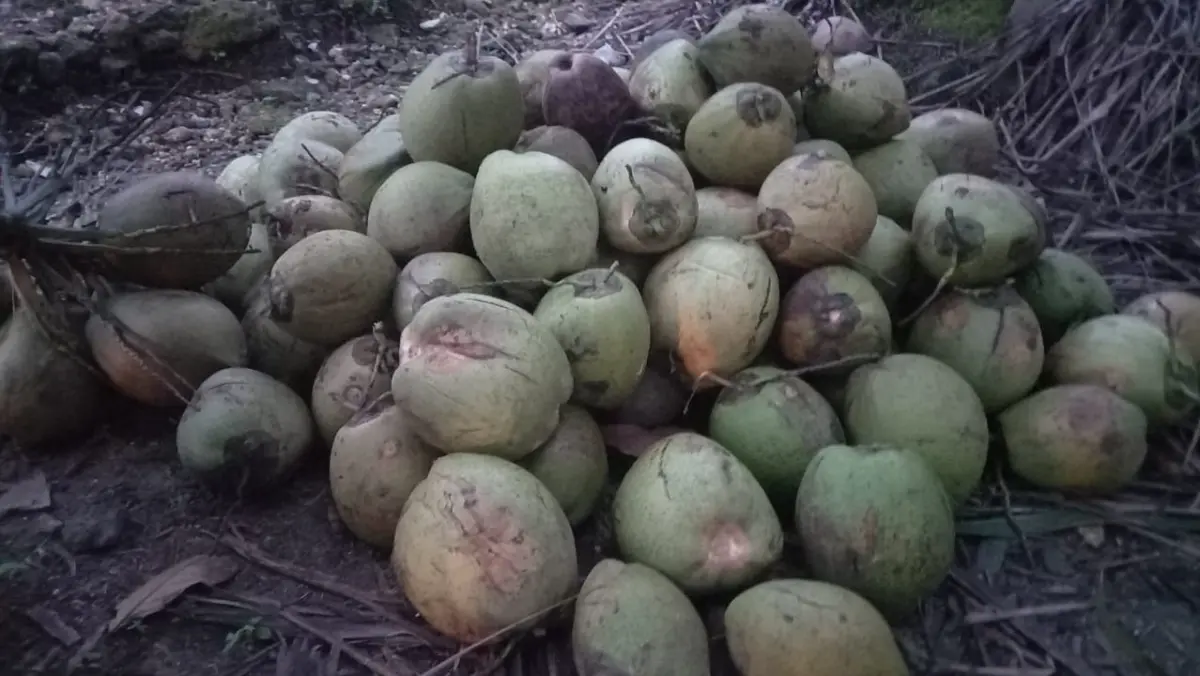 Harga Murah Rp 2.000! Bisnis Petani Kelapa di Pangandaran Sedang Kurang Menguntungkan harga kelapa di pangandaran
