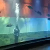Aquarium indonesia pangandaran, hari kemerdekaan RI