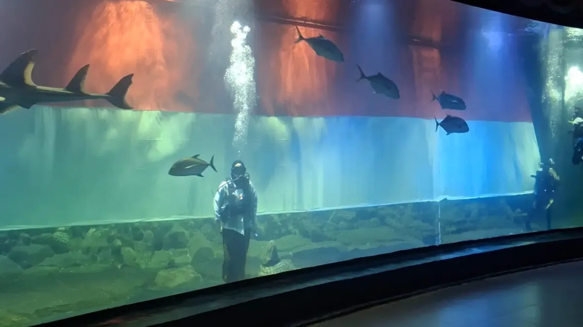 Peringati HUT RI ke-81, Aquarium Indonesia Pangandaran Tampilkan Atraksi Kepahlawanan Bawah Laut Aquarium indonesia pangandaran, hari kemerdekaan RI